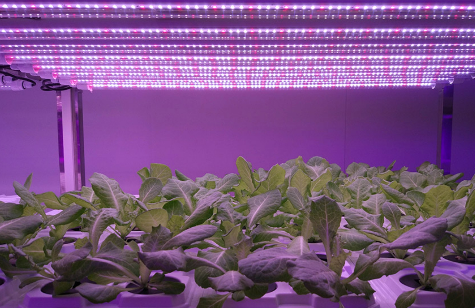 Aplikace osvětlení LED rostlin v Číně